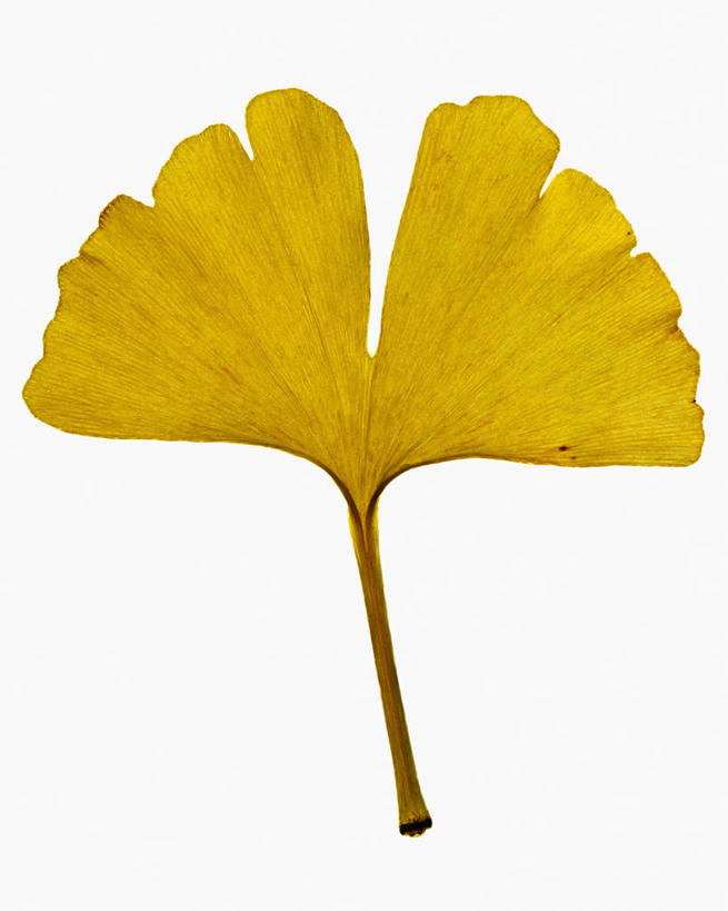 无人,竖图,俯视,特写,白色背景,美景,银杏树,叶子,科学,景观,一个,黄色,自然,景色,季节,摄影,单个,生物学,自然风光,彩图,高角度拍摄,影棚拍摄