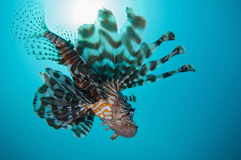 游泳,无人,横图,特写,水下,野生动物,印度尼西亚,科学,鱼类,摄影,保护,北苏拉威西,蓑鲉,彩图