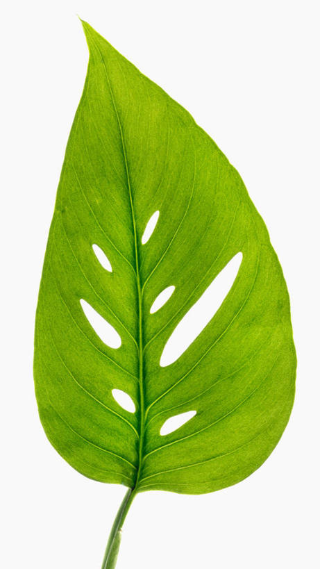 无人,竖图,特写,白色背景,美景,微生物,叶子,科学,细菌,洞,景观,一个,绿色,自然,生物,景色,摄影,单个,生物学,自然风光,生命体,彩图,影棚拍摄,原核生物