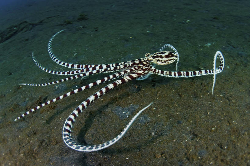 无人,横图,水下,野生动物,印度尼西亚,条纹,科学,摄影,北苏拉威西,彩图,旅行