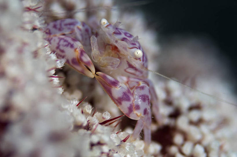 无人,横图,特写,水下,野生动物,印度尼西亚,科学,螃蟹,摄影,北苏拉威西,甲壳动物,彩图