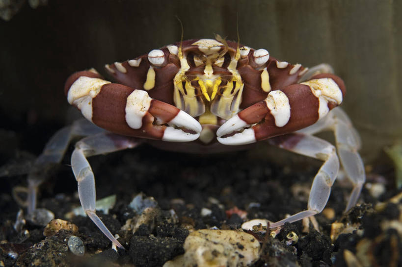 无人,横图,特写,正面,水下,野生动物,印度尼西亚,科学,螃蟹,无脊椎动物,摄影,爪,北苏拉威西,甲壳动物,彩图