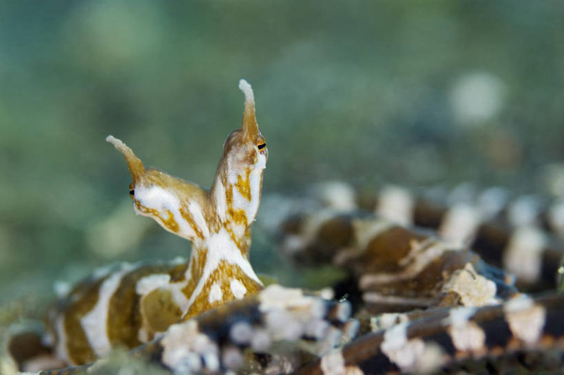 无人,横图,特写,水下,野生动物,印度尼西亚,科学,摄影,北苏拉威西,头足类动物,彩图