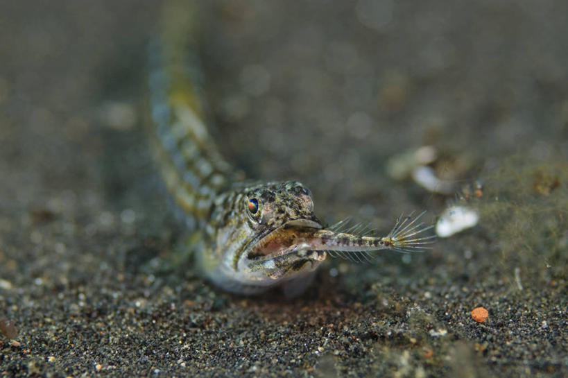 无人,吃,横图,水下,野生动物,印度尼西亚,科学,捕食,鱼类,动物,两只,摄影,北苏拉威西,虾虎鱼,狗母鱼,彩图