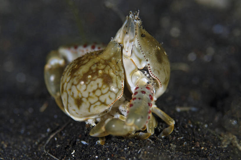 无人,横图,特写,水下,野生动物,印度尼西亚,科学,螃蟹,无脊椎动物,动物,两只,摄影,北苏拉威西,交配,甲壳动物,彩图