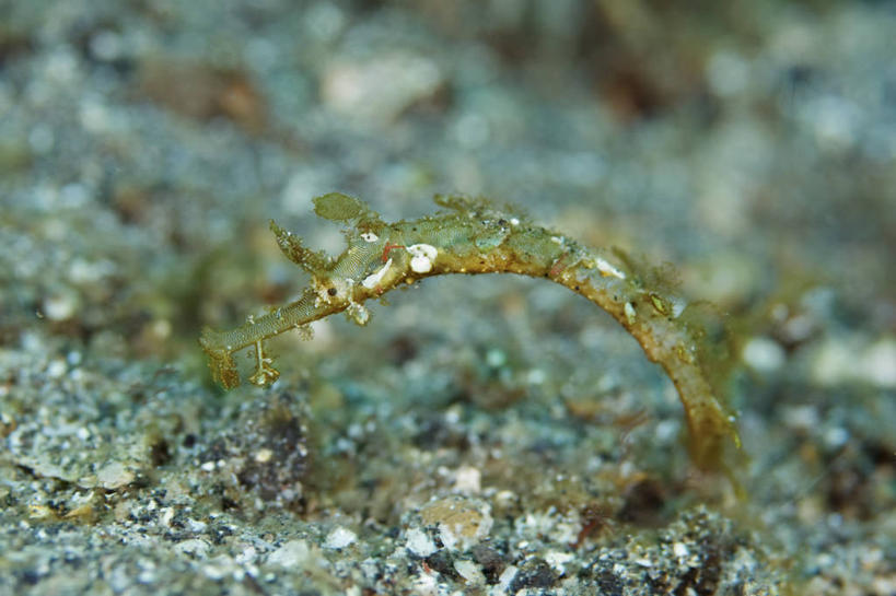 无人,横图,特写,侧面,水下,野生动物,印度尼西亚,科学,动物,摄影,北苏拉威西,伪装,剃刀鱼,彩图