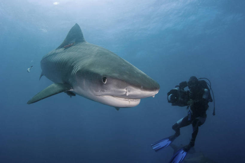 一个人,横图,水下,鲨鱼,野生动物,南非,朦胧,模糊,科学,鱼类,动物,摄影,部分,生物学,录像,虎鲨,德班,彩图,电影摄影师