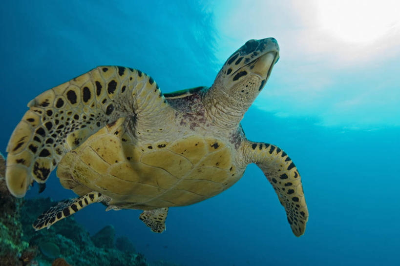 游泳,无人,横图,特写,鱼眼镜头,水下,野生动物,南非,科学,动物,摄影,玳瑁,生物学,绿蠵龟,暗礁,海龟,彩图