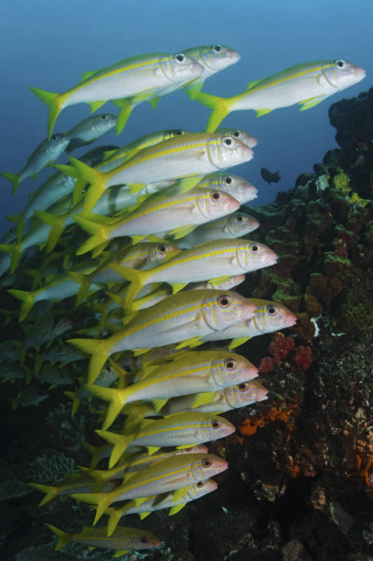 无人,竖图,水下,野生动物,南非,科学,鱼群,鱼类,动物,摄影,生物学,绯鲵鲣,彩图