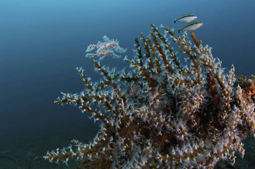 无人,横图,侧面,抽象,水下,野生动物,印度尼西亚,四只,科学,鱼类,摄影,隐藏,北苏拉威西,软珊瑚,伪装,剃刀鱼,彩图