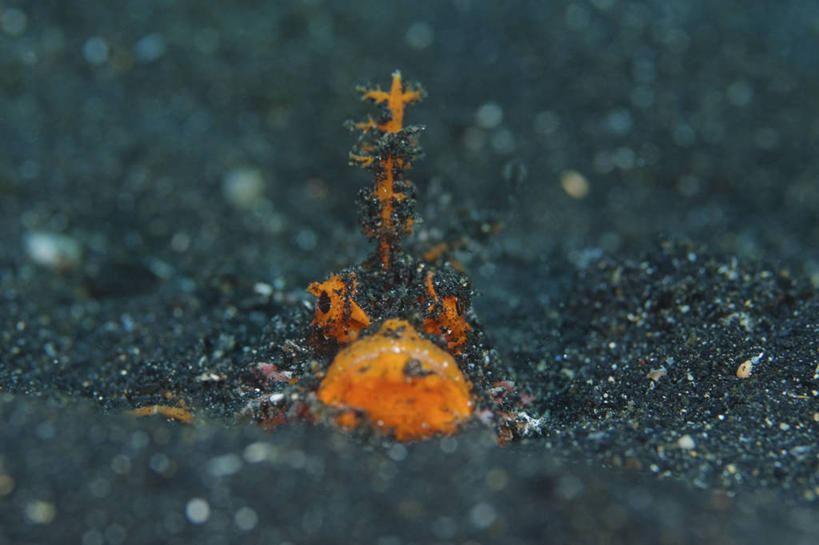 无人,横图,正面,水下,野生动物,印度尼西亚,科学,鱼类,摄影,鲉,北苏拉威西,伪装,埋伏,彩图