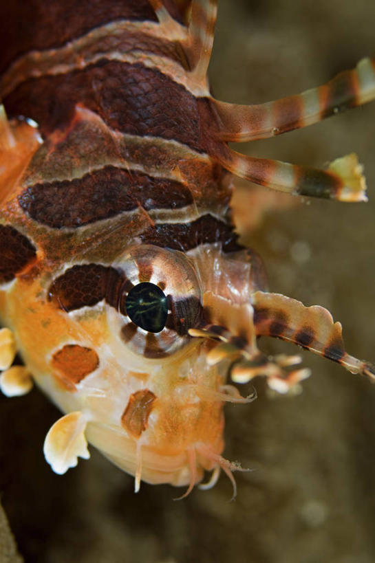 无人,竖图,特写,侧面,水下,野生动物,印度尼西亚,科学,鱼类,摄影,北苏拉威西,蓑鲉,彩图,花斑短鳍蓑鲉