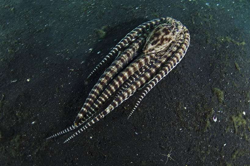 无人,横图,仰视,海底,水下,野生动物,印度尼西亚,条纹,科学,无脊椎动物,模仿,摄影,软体动物,北苏拉威西,彩图,低角度拍摄