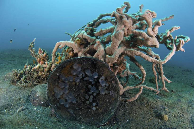 无人,横图,水下,野生动物,印度尼西亚,科学,串,无脊椎动物,动物,摄影,生长,保护,软体动物,北苏拉威西,幼虫,头足类动物,发展,开端,墨鱼,彩图