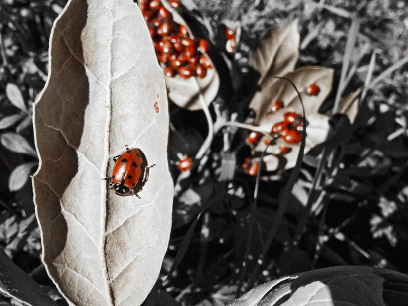 无人,横图,室外,白天,野生动物,瓢虫,美国,科学,昆虫,串,红色,摄影,生活方式,加利福尼亚,大苏尔,彩图