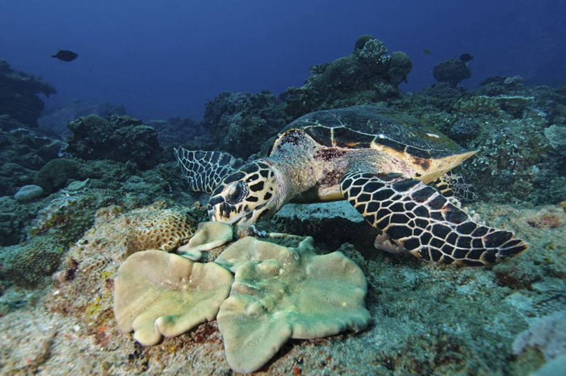 游泳,无人,吃,横图,水下,野生动物,南非,科学,珊瑚,动物,摄影,玳瑁,生物学,绿蠵龟,喂养,暗礁,海龟,彩图