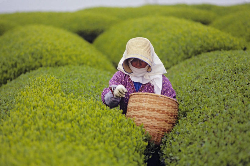 成年人,老年人,一个人,农场,横图,室外,白天,农业,采摘,日本,仅一个女性,仅一个人,日本文化,工作,篮子,摄影,仅一个老年女性,老年女性,女人,女性,彩图