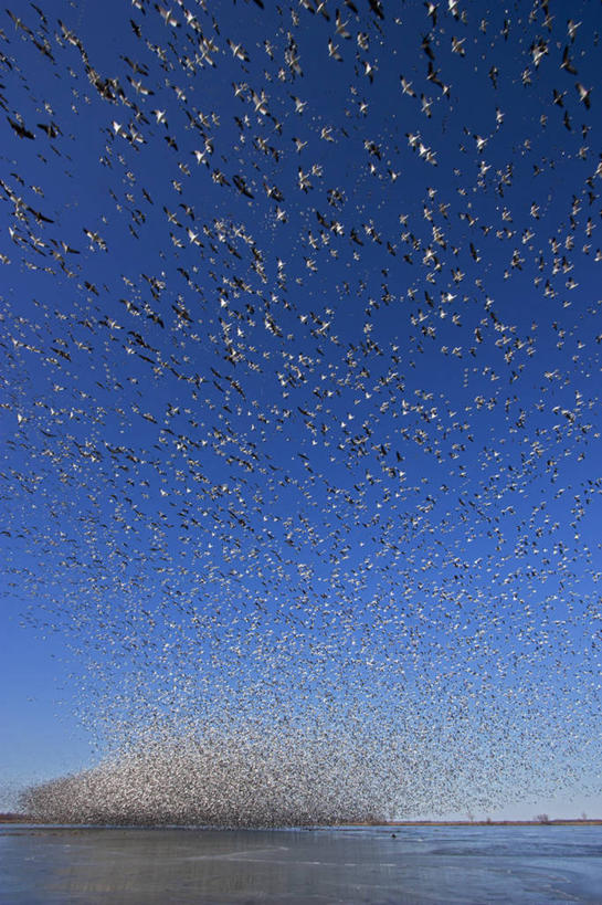 无人,竖图,室外,白天,湖,鹅,野生动物,美国,一群,许多,科学,鸟类,冰,很多,飞,天空,动物,摄影,迁徙,生物学,雪雁,密苏里,彩图