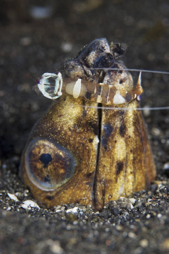 无人,竖图,水下,野生动物,印度尼西亚,科学,动物,两只,摄影,北苏拉威西,咸水鳗,喂养,危险,清洗,彩图,共生关系