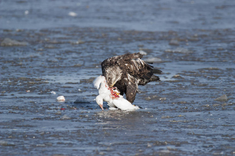 无人,吃,横图,室外,白天,野生动物,美国,科学,冰,动物,摄影,生物学,雪雁,白头鹰,密苏里,喂养,彩图,腐肉