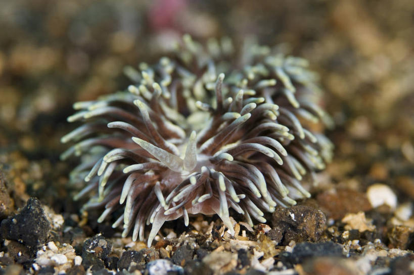 无人,横图,特写,正面,水下,野生动物,印度尼西亚,科学,海蛞蝓,贝类,触须,褐色,海洋生物,摄影,软体动物,海兔,北苏拉威西,水生动物,水生物,海底动物,海兔螺,彩图