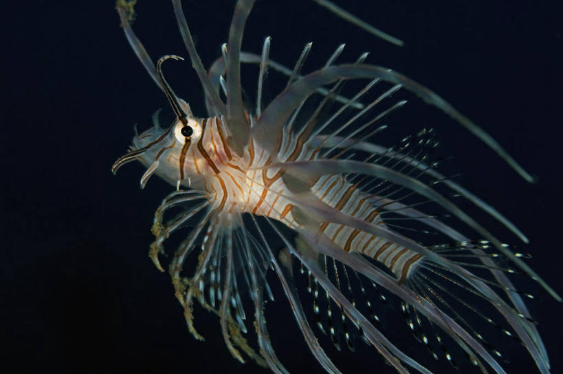 无人,横图,特写,侧面,水下,野生动物,羽毛,印度尼西亚,条纹,科学,动物,摄影,北苏拉威西,蓑鲉,彩图