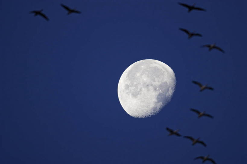 无人,横图,室外,白天,鹅,美国,许多,科学,太空,鸟类,月亮,很多,动物,摄影,迁徙,生物学,雪雁,天文学,密苏里,彩图