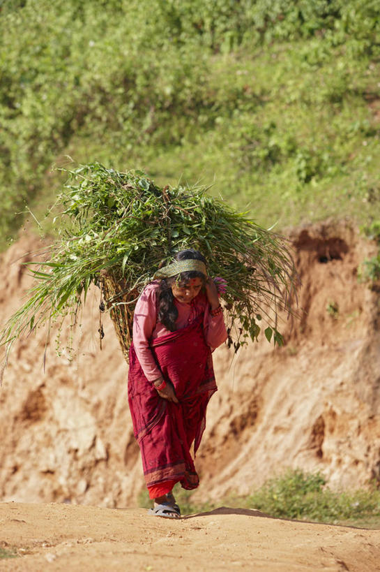 成年人,老年人,一个人,竖图,室外,白天,农业,农作物,尼泊尔,仅一个女性,仅一个人,工作,摄影,仅一个老年女性,收获,货运,运送,痛苦,老年女性,女人,女性,彩图