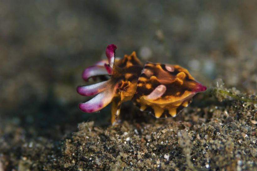 无人,横图,特写,侧面,水下,野生动物,印度尼西亚,小的,科学,无脊椎动物,动物,摄影,生活方式,孵化,软体动物,北苏拉威西,头足类动物,发展,开端,墨鱼,彩图