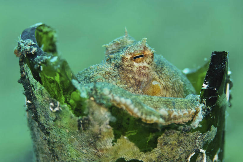 无人,横图,特写,侧面,智慧,节能,水下,野生动物,印度尼西亚,科学,眼镜,垃圾,无脊椎动物,瓶子,摄影,保护,软体动物,北苏拉威西,彩图