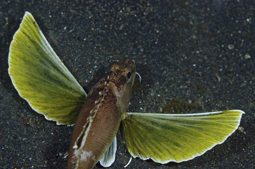 无人,横图,特写,仰视,水下,野生动物,印度尼西亚,科学,鱼类,摄影,鳍,北苏拉威西,胸肌,彩图,低角度拍摄