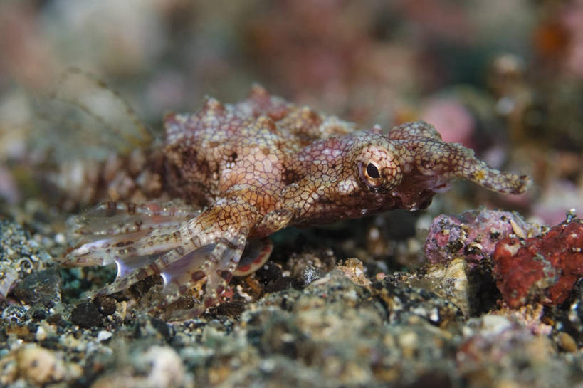 无人,横图,特写,侧面,水下,野生动物,印度尼西亚,科学,鱼类,摄影,隐藏,北苏拉威西,彩图