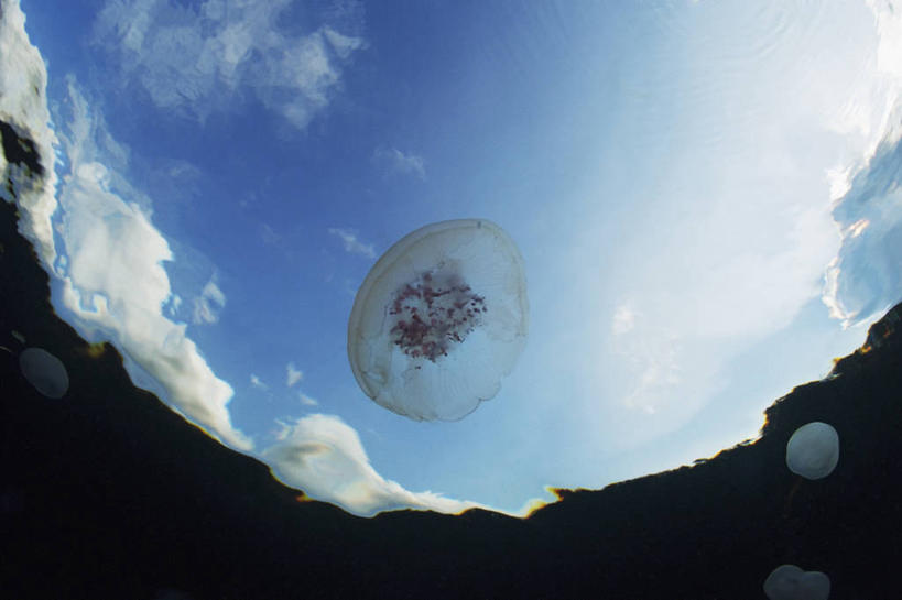 无人,横图,鱼眼镜头,水下,海洋,野生动物,印度尼西亚,科学,无脊椎动物,天空,摄影,北苏拉威西,水母,彩图