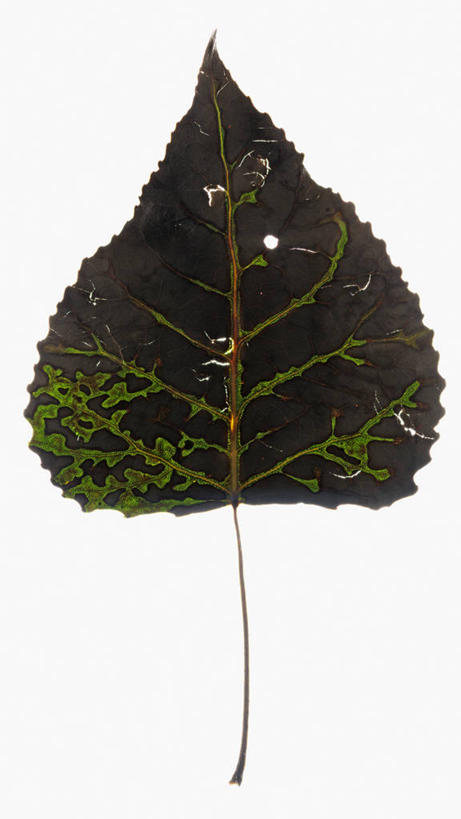 无人,竖图,特写,白色背景,美景,植物,叶子,科学,景观,树,树木,一个,绿色,黑色,自然,景色,摄影,生长,单个,成长,生物学,自然风光,白杨,彩图,影棚拍摄