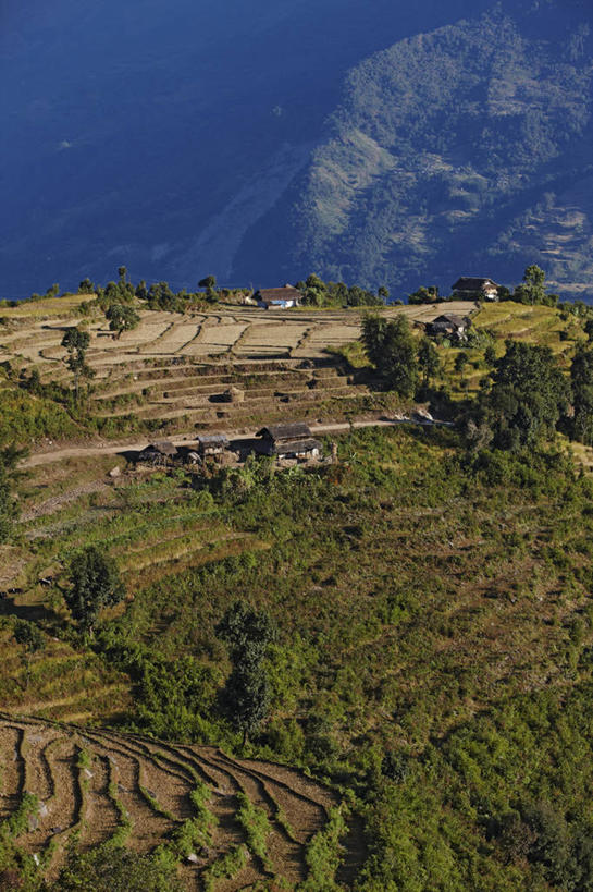 无人,农场,竖图,室外,白天,农业,山,尼泊尔,亚洲,房屋,绿色,摄影,住房,喜马拉雅山脉,彩图