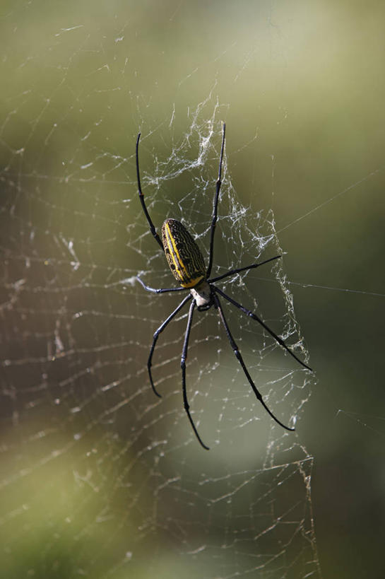 无人,竖图,室外,白天,尼泊尔,亚洲,蜘蛛,蜘蛛网,摄影,喜马拉雅山脉,人面蜘蛛,彩图,生态多样性