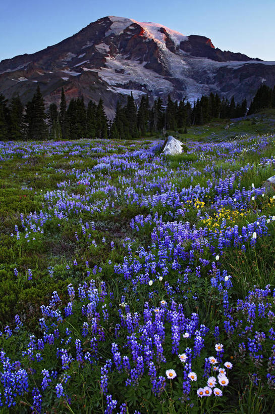 无人,公园,竖图,室外,白天,草地,日出,火山,瀑布,华盛顿,美国,地形,野花,地标建筑,安静,摄影,宁静,北美,北美洲,国家公园,早晨,清新,美洲,冰河,华盛顿州,白羽扇豆,卡斯基德山脉,雷尼尔山国家公园,瑞尼尔山国家公园,常绿之州,常青州,北亚美利加洲,亚美利加洲,地质学,天堂镇,彩图,皮尔斯县