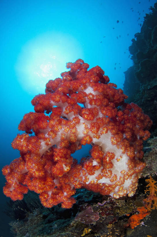 无人,竖图,镜头眩光,水下,太阳,马来西亚,亚洲,珊瑚,海洋生物,无脊椎动物,摄影,东南亚,腔肠动物,明亮,软珊瑚,婆罗洲岛,珊瑚虫,马来西亚联邦,沙巴州,西里伯斯海,暗礁,彩图,诗巴丹岛