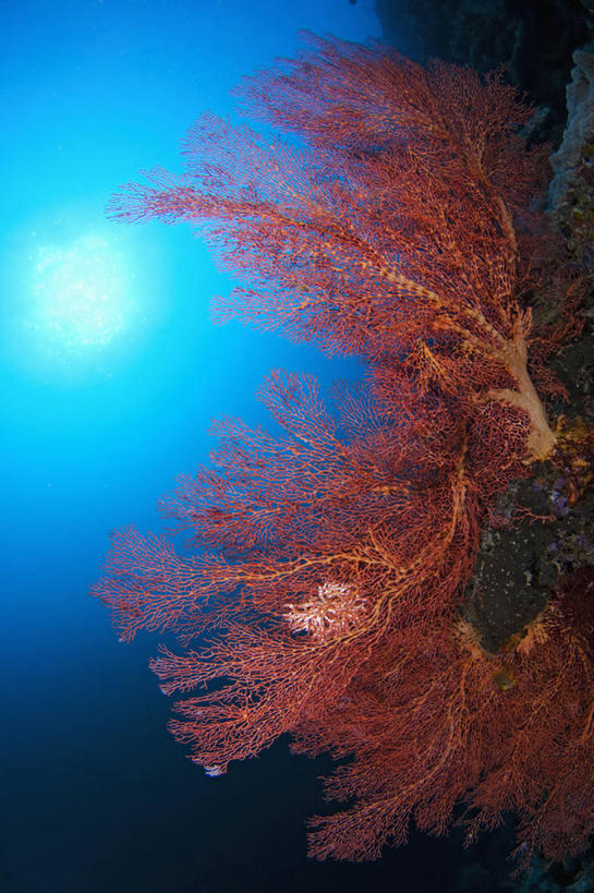 无人,竖图,镜头眩光,水下,太阳,马来西亚,亚洲,枝,海洋生物,无脊椎动物,摄影,东南亚,生长,腔肠动物,柳珊瑚,婆罗洲岛,珊瑚虫,石帆,马来西亚联邦,沙巴州,海团扇,西里伯斯海,暗礁,彩图,诗巴丹岛