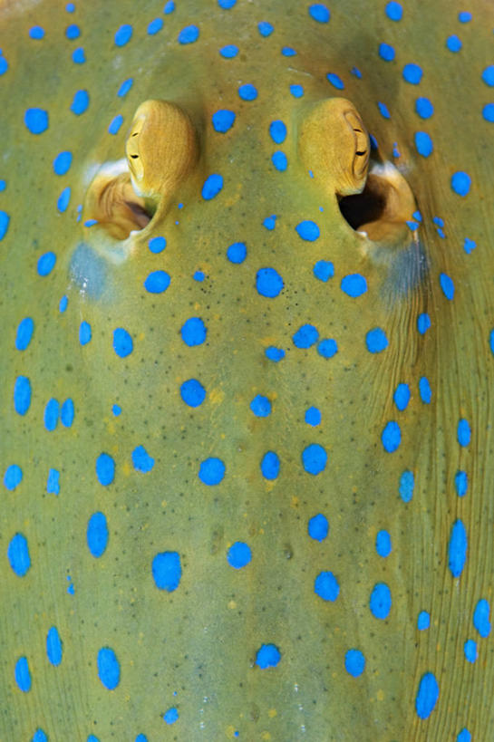 无人,竖图,特写,水下,野生动物,马来西亚,亚洲,斑点,鱼类,摄影,东南亚,魟,魟鱼,婆罗洲岛,式样,马来西亚联邦,沙巴州,濒危物种,彩图