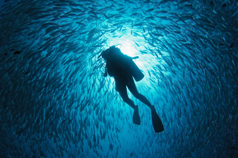 一个人,横图,镜头眩光,水下,太阳,野生动物,马来西亚,亚洲,一群,许多,朦胧,模糊,鱼群,很多,教育,鱼类,教,摄影,东南亚,马鲛鱼,剪影,鲹,婆罗洲岛,水中呼吸器,马来西亚联邦,沙巴州,彩图,大眼鲹,杰克鱼,水肺潜水