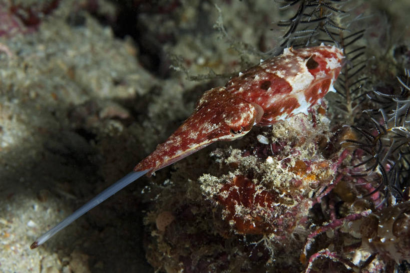 无人,横图,水下,野生动物,马来西亚,亚洲,捕食,触须,海洋生物,无脊椎动物,摄影,东南亚,水生动物,进攻,水生物,棘皮动物,海底动物,海百合,婆罗洲岛,喂养,马来西亚联邦,沙巴州,彩图,动物行为