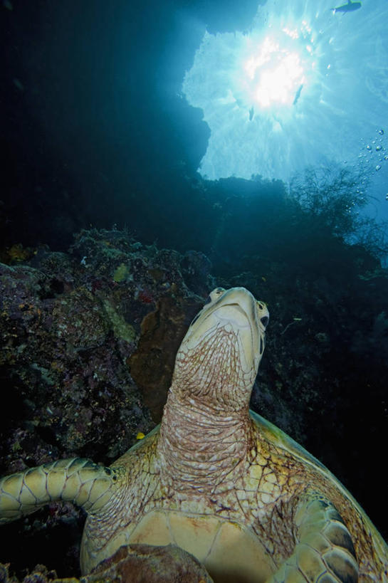 无人,竖图,镜头眩光,水下,野生动物,马来西亚,亚洲,休息,摄影,东南亚,绿蠵龟,婆罗洲岛,马来西亚联邦,沙巴州,濒危物种,西里伯斯海,暗礁,海龟,彩图,诗巴丹岛