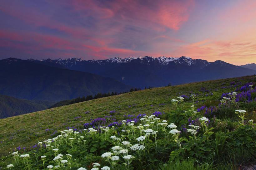 无人,公园,横图,室外,白天,草地,日落,山,华盛顿,美国,地形,野花,安静,摄影,宁静,北美,北美洲,国家公园,美洲,华盛顿州,奥林匹克国家公园,阿尔卑斯山脉,地貌,常绿之州,常青州,北亚美利加洲,亚美利加洲,奥林匹克半岛,地质学,奥林匹克山脉,飓风山脊,彩图,美利坚合众国