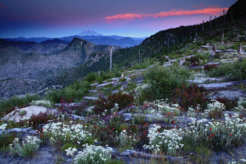 无人,横图,室外,白天,火山,日落,山,华盛顿,美国,地形,野花,地标建筑,摄影,北美,北美洲,圆木,美洲,华盛顿州,卡斯基德山脉,地貌,常绿之州,常青州,北亚美利加洲,亚美利加洲,地质学,彩图,旅行,斯卡梅尼亚县,美利坚合众国,圣海伦火山