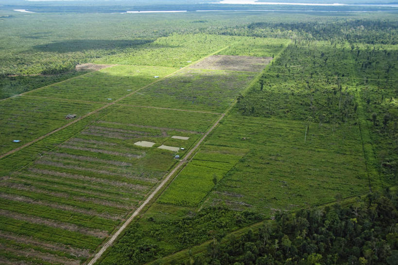 无人,横图,室外,白天,马来西亚,亚洲,环保,树,摄影,东南亚,能源,清理,回收,资源,利用,低碳,种植园,循环,持续,婆罗洲岛,马来西亚联邦,沙巴州,彩图,生物燃料