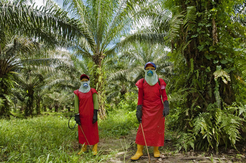 两个人,横图,室外,白天,工作服,制服,安全,农业,机器,棕榈树,马来西亚,亚洲,环保,朦胧,模糊,雨鞋,防护,树,衣服,手套,职业,机械,摄影,东南亚,能源,保护,回收,资源,面罩,保险,防护服,喷雾器,利用,低碳,种植园,循环,杀虫剂,婆罗洲,保全,周全,安稳,安定,防护手套,工作制服,持续,加里曼丹岛,婆罗洲岛,马来西亚联邦,沙捞越,砂拉越州,犀鸟之乡,平安,彩图,工作套服,生物燃料