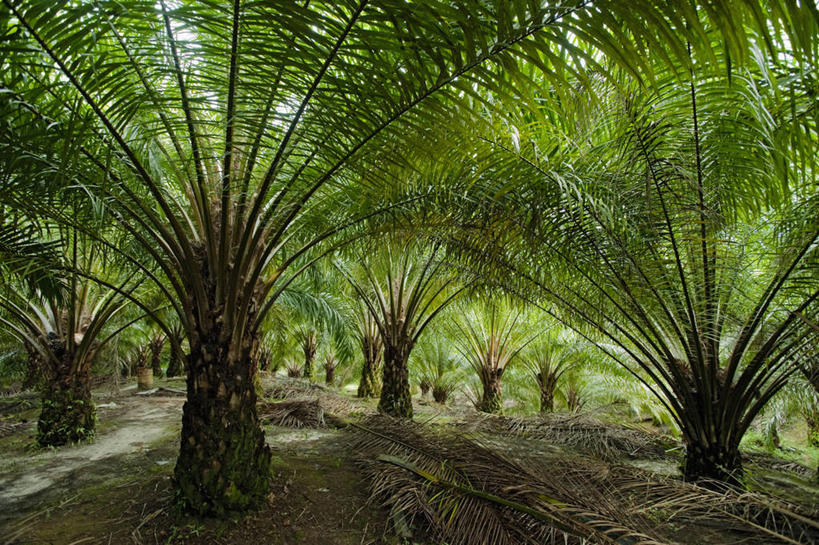 无人,横图,室外,白天,农业,农作物,棕榈树,马来西亚,亚洲,一排,环保,整齐,枝,树,排列,摄影,东南亚,能源,回收,资源,队列,利用,低碳,种植园,循环,婆罗洲,持续,加里曼丹岛,婆罗洲岛,复叶,马来西亚联邦,沙捞越,砂拉越州,犀鸟之乡,彩图,生物燃料