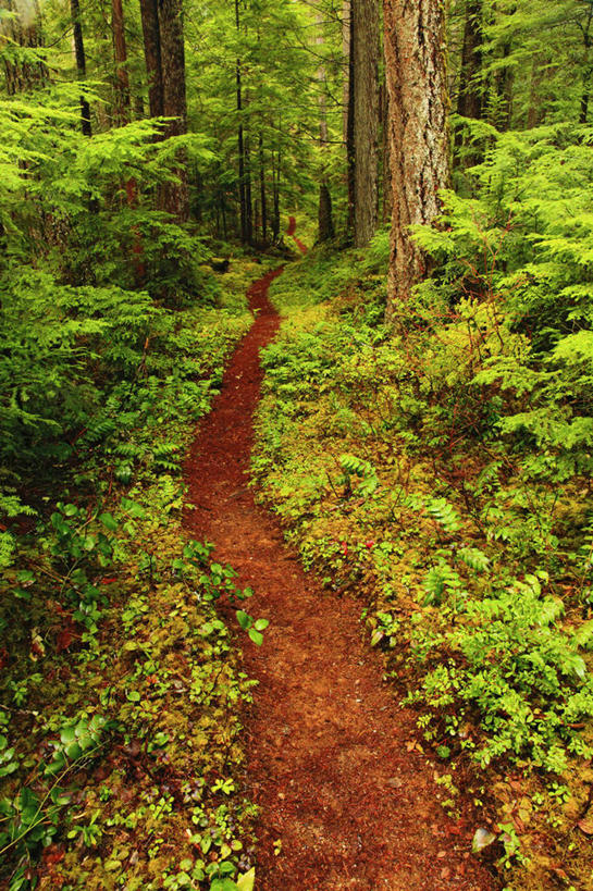 无人,竖图,室外,白天,森林,山,山脉,华盛顿,美国,山峰,小路,山峦,树,群山,安静,摄影,北美,北美洲,美洲,华盛顿州,常绿之州,常青州,北亚美利加洲,亚美利加洲,喀斯喀特山脉,北喀斯喀特山国家公园,北卡斯卡德山国家公园,北喀斯开国家公园,北瀑布国家公园,休闲活动,彩图,旅行,美利坚合众国
