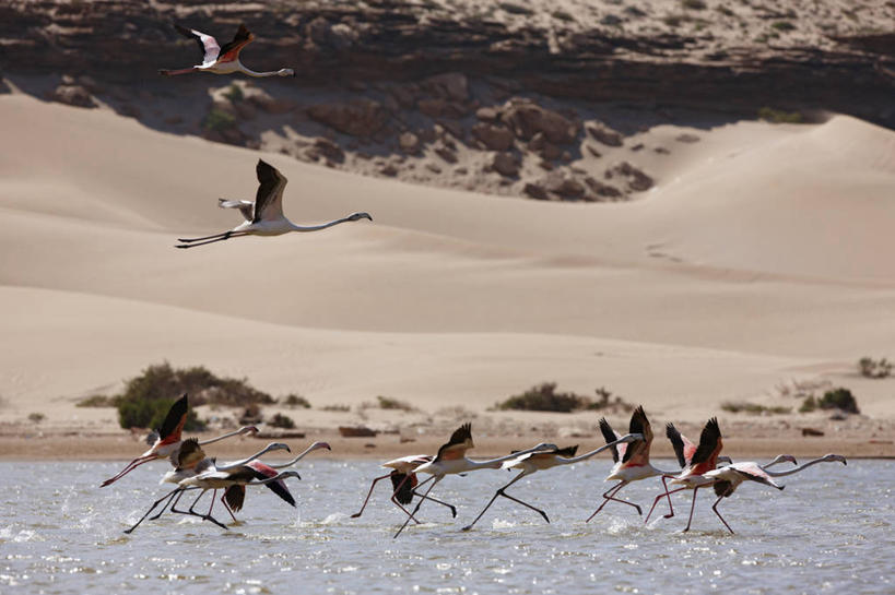 无人,横图,室外,白天,河流,美景,水,非洲,摩洛哥,一群,许多,火烈鸟,景观,沙丘,很多,自然,景色,摄影,自然风光,北非,大火烈鸟,撒哈拉沙漠,岩石,彩图,生态多样性,河口
